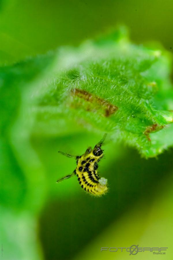 22-spot ladybird larva (22 prickig nyckelpiga larv)