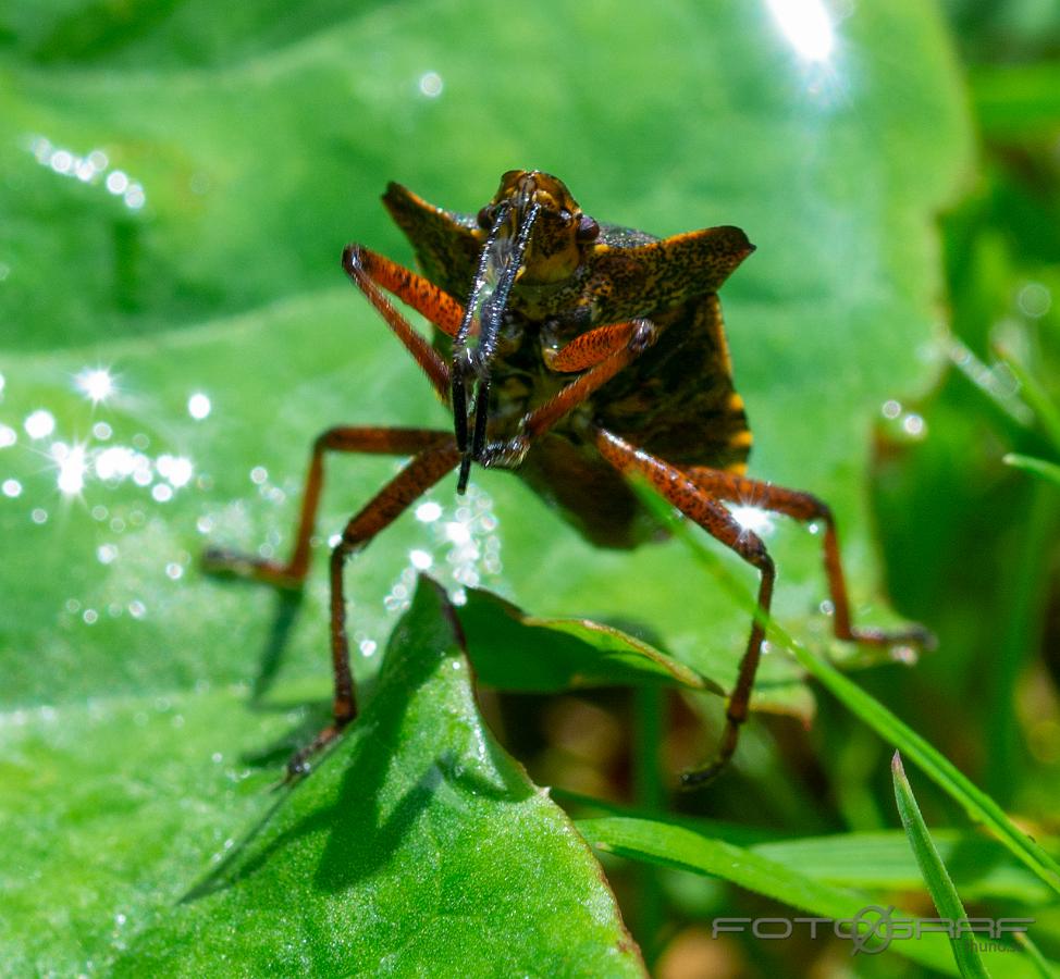 Forest bug (Red-legged shieldbug)