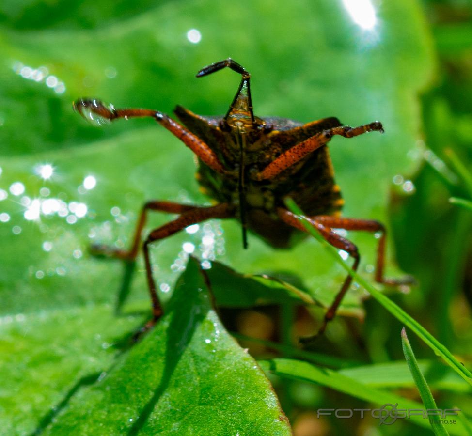 Forest bug (Red-legged shieldbug)