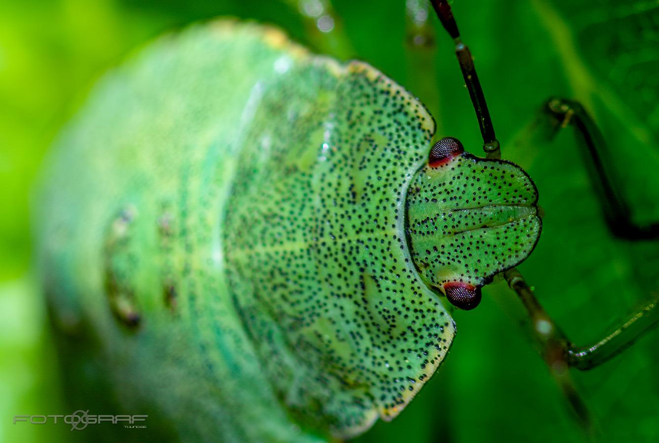 Green Shieldbug