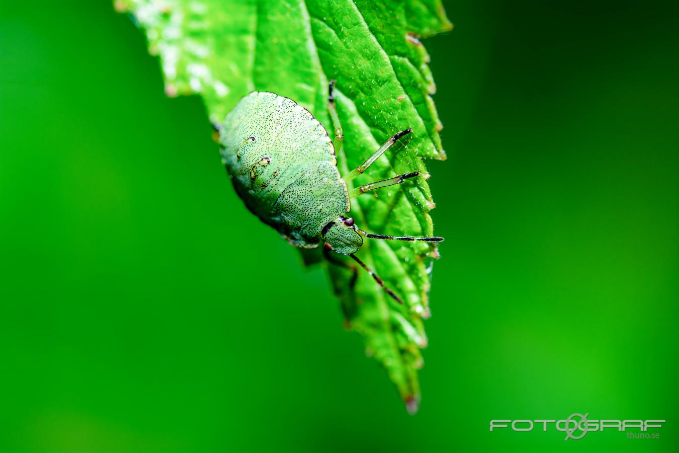 Green Shieldbug