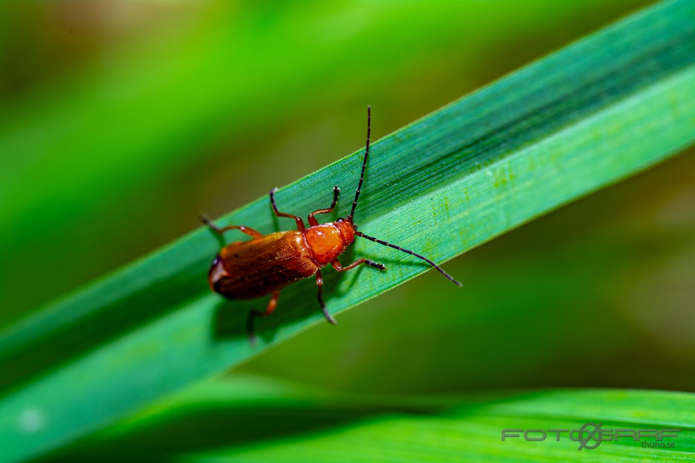 Common red soldier beetle