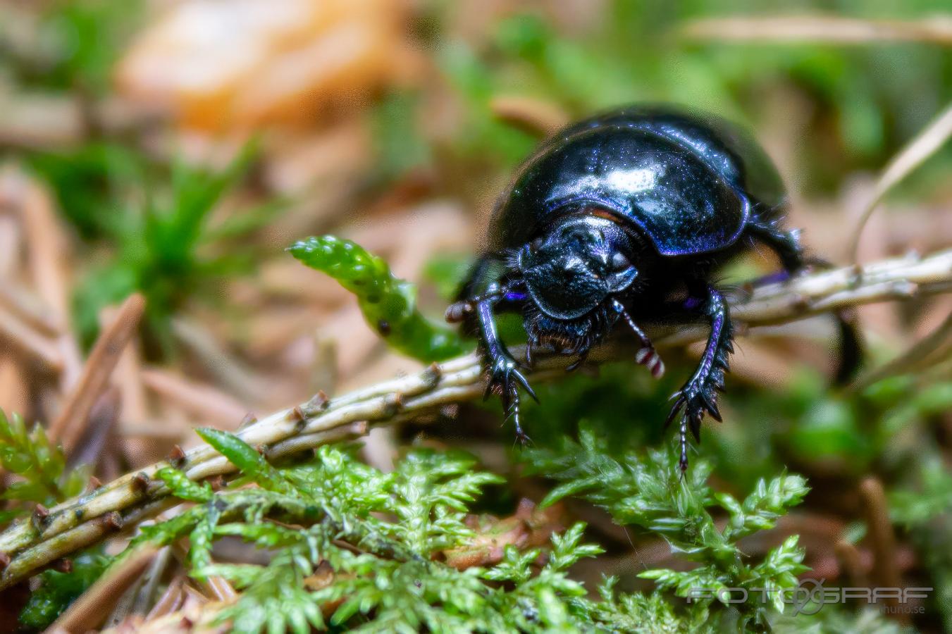 Earth-boring scarab beetle