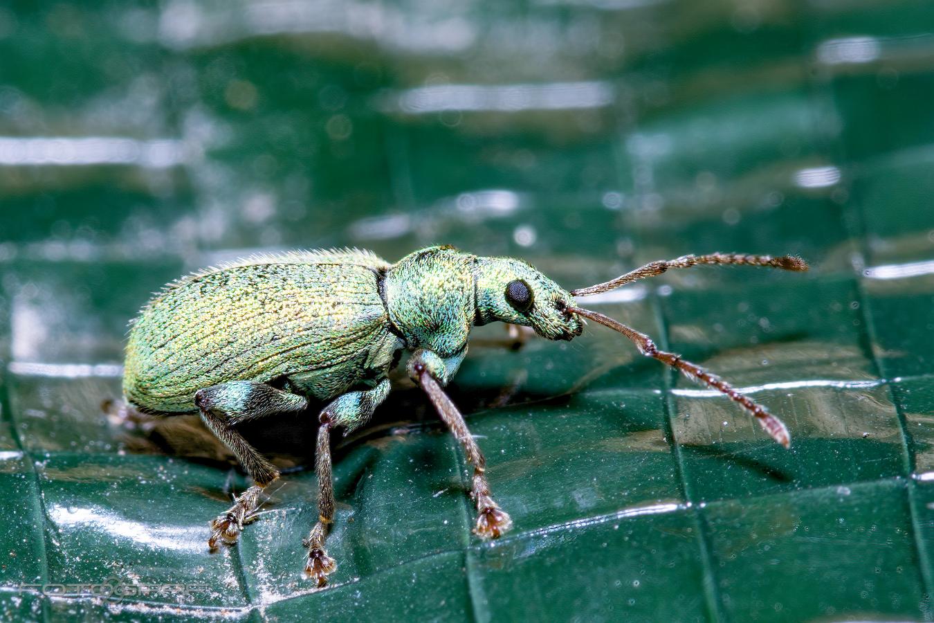 Silver-green leaf weevil (Silverlövvivel)