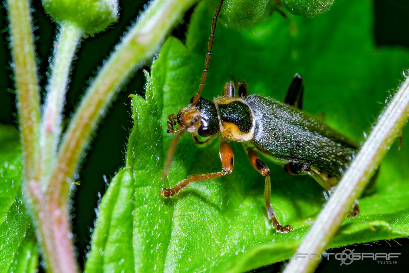 Common soldier beetle