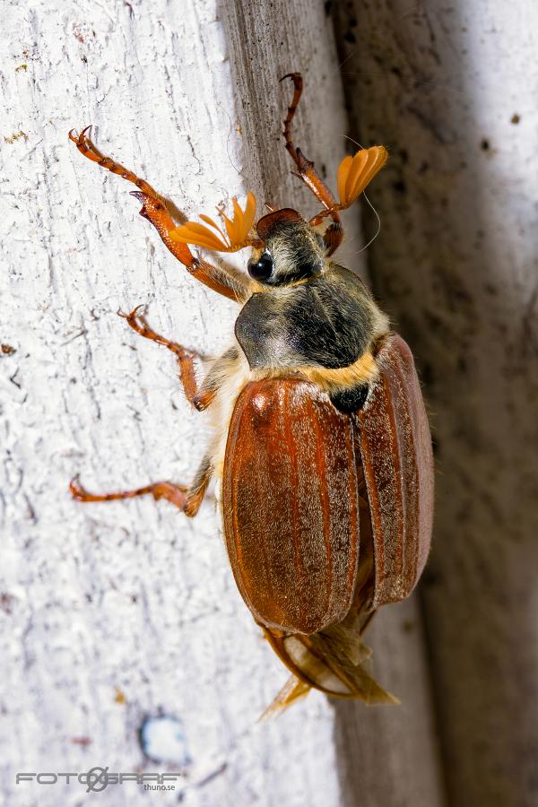 European cockchafer