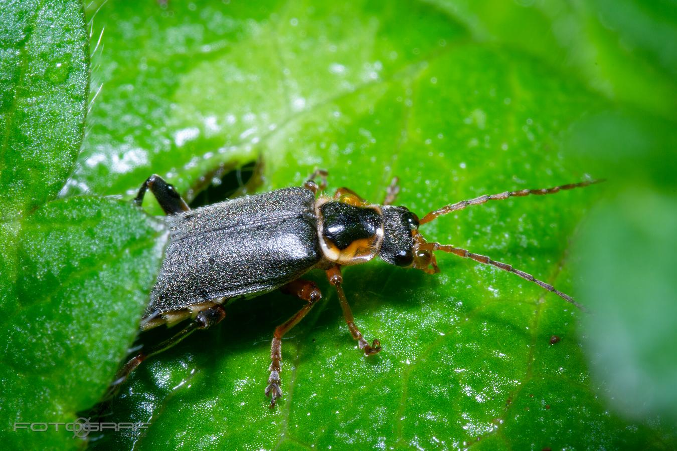 Common soldier beetle