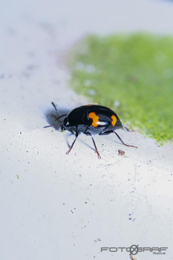 Shining fungus beetle