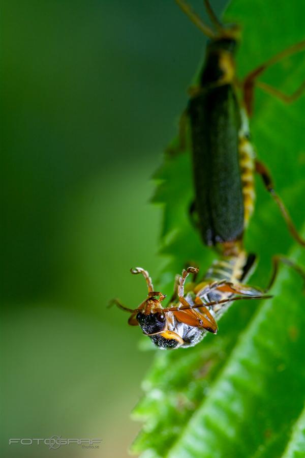 Common soldier beetles