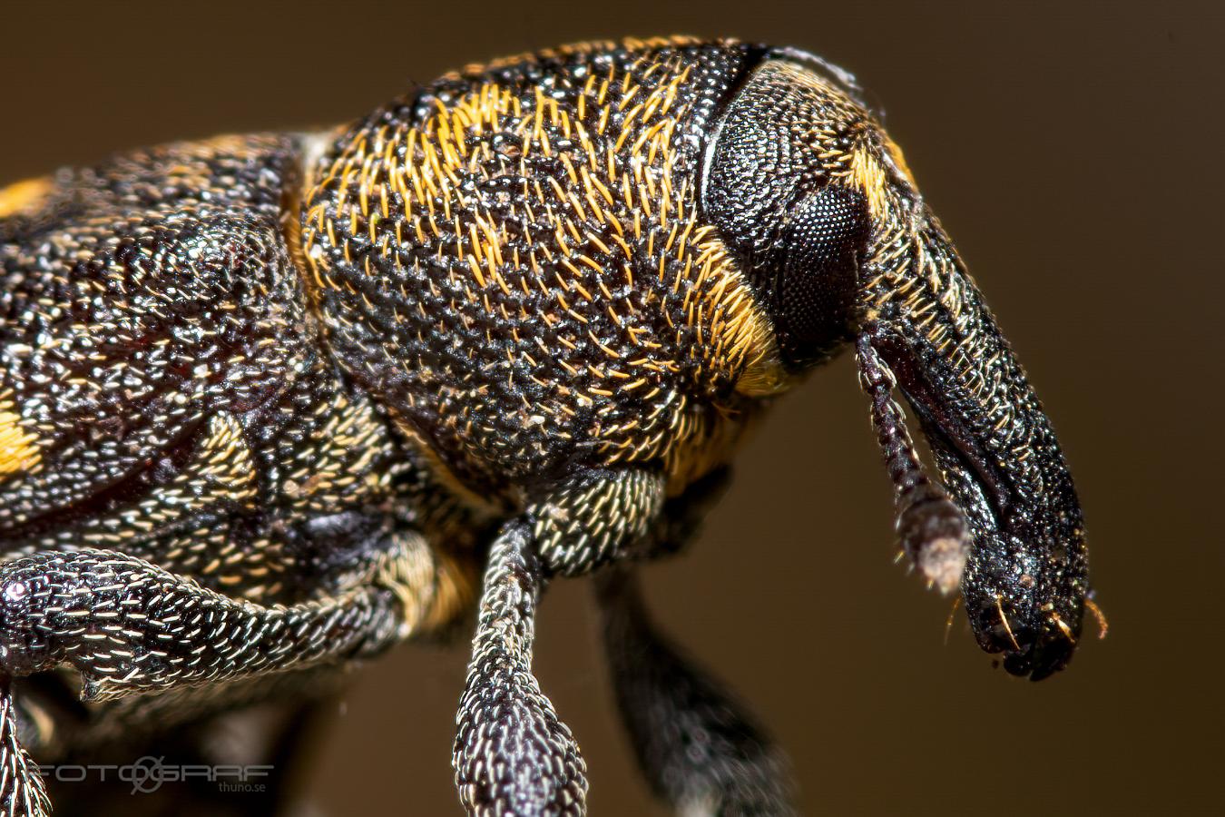 Large pine weevil