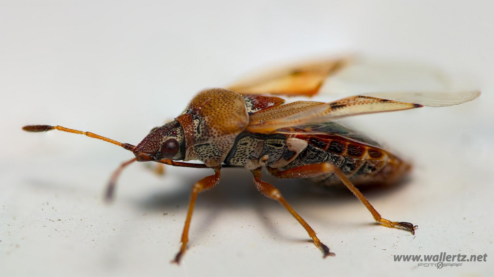 Birch Catkin Bug (Fröskinnbagge)