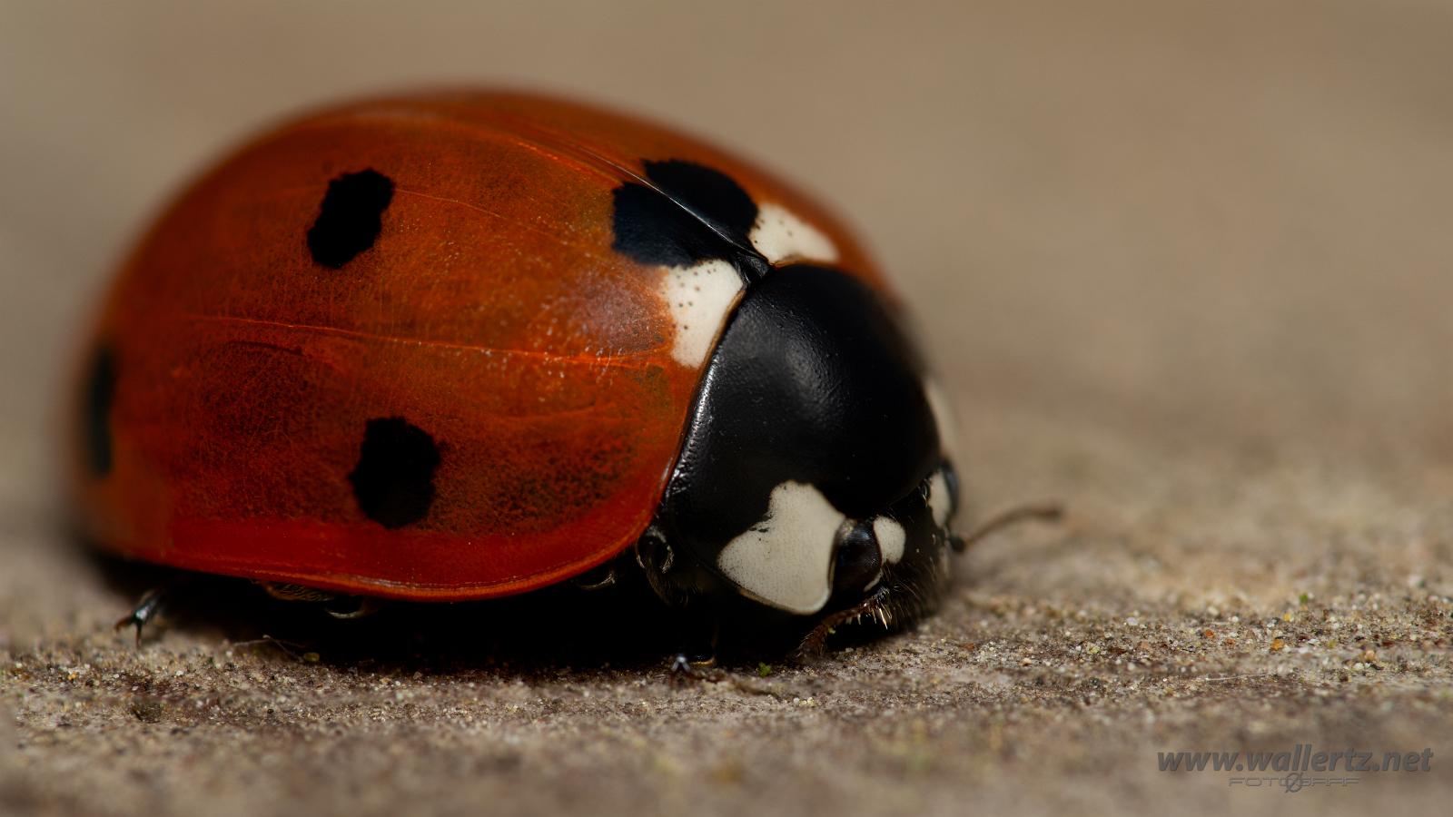 Seven-spotted Lady Beetle (7 prickig nyckelpiga)