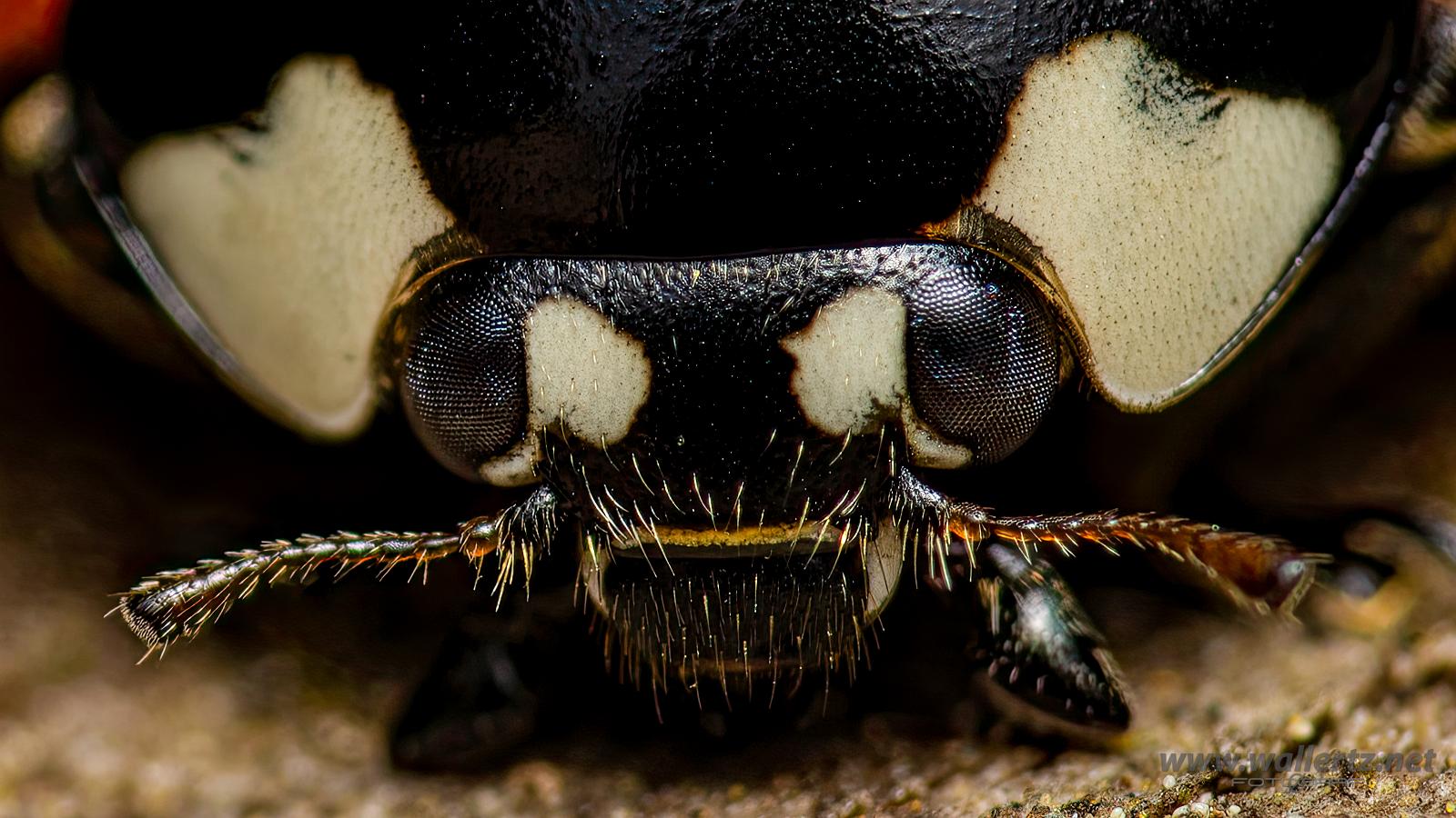 Seven-spotted Lady Beetle (7 prickig nyckelpiga)