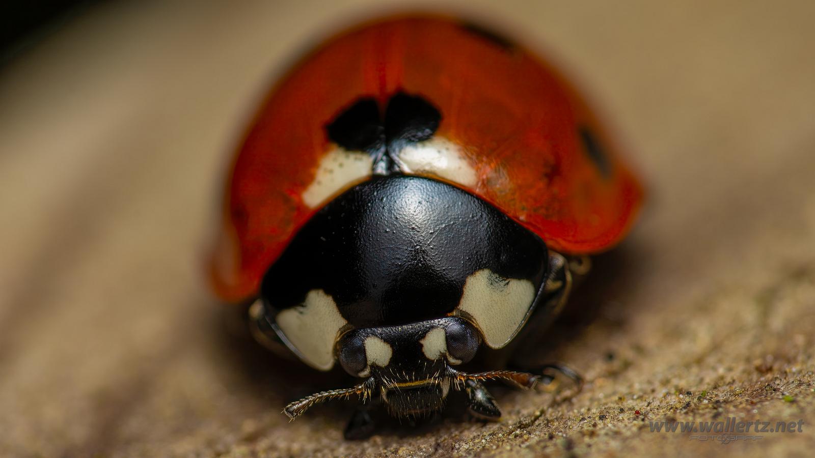 Seven-spotted Lady Beetle (7 prickig nyckelpiga)