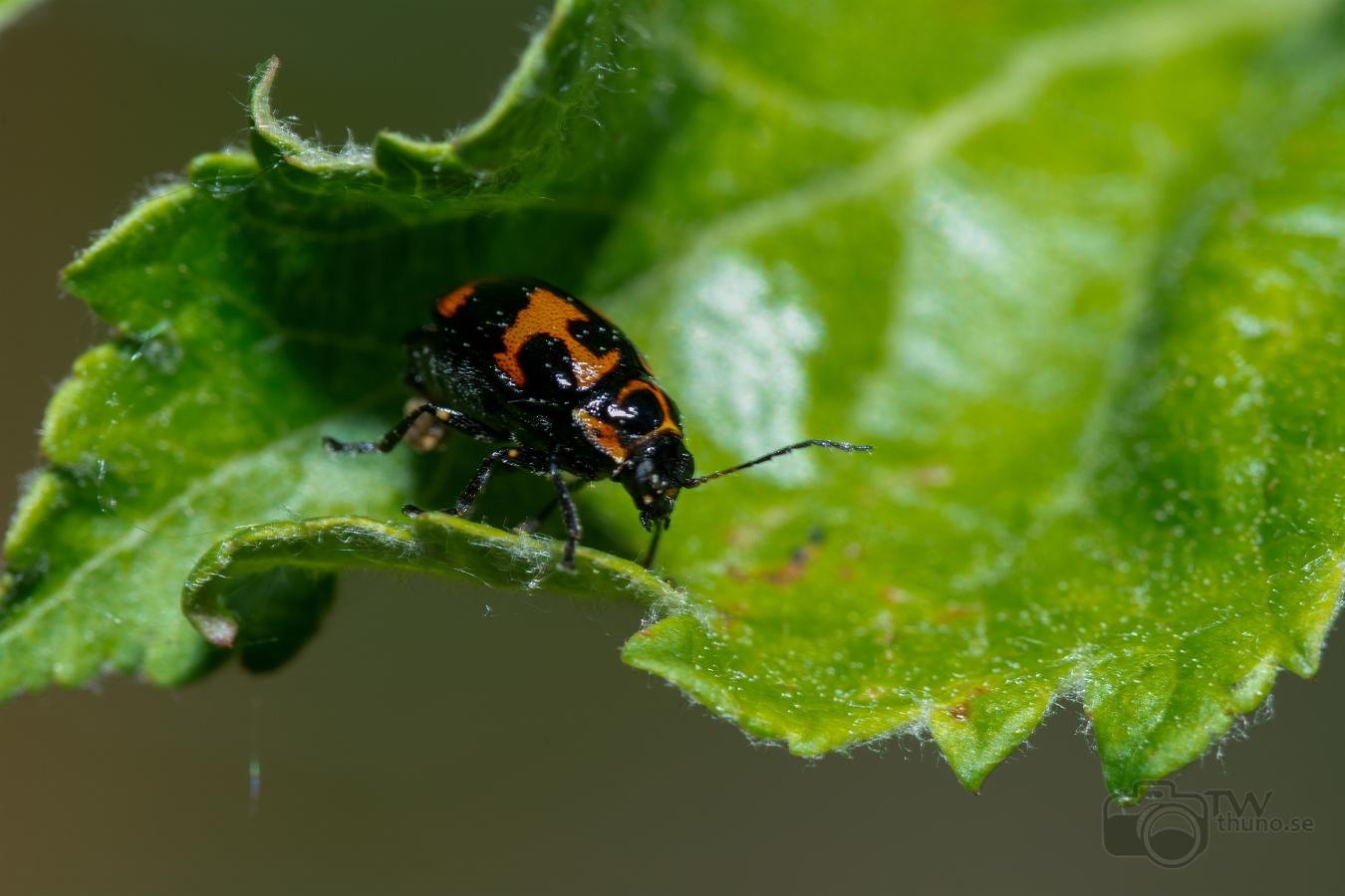 Six-spotted Pot Beetle