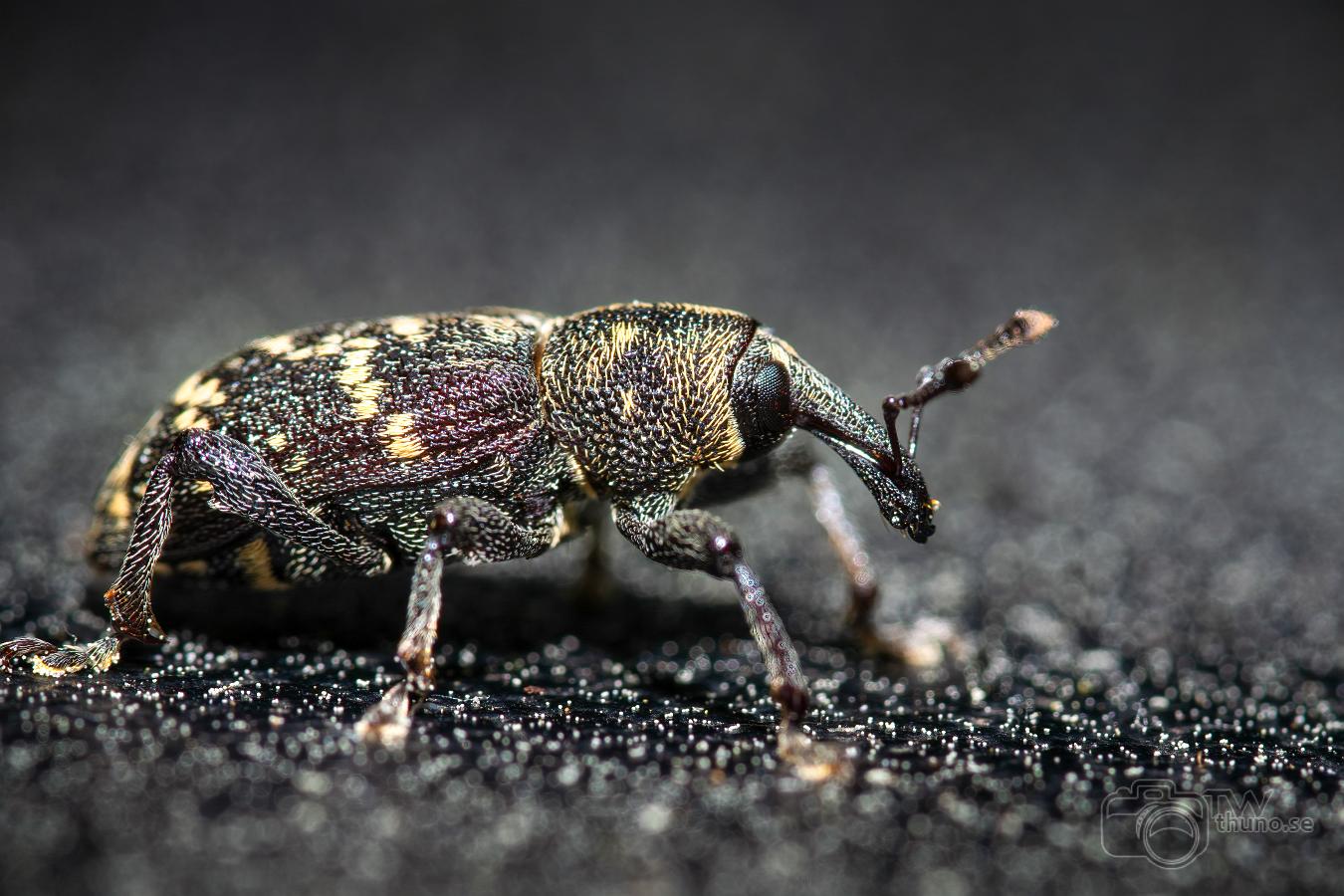 Large pine weevil