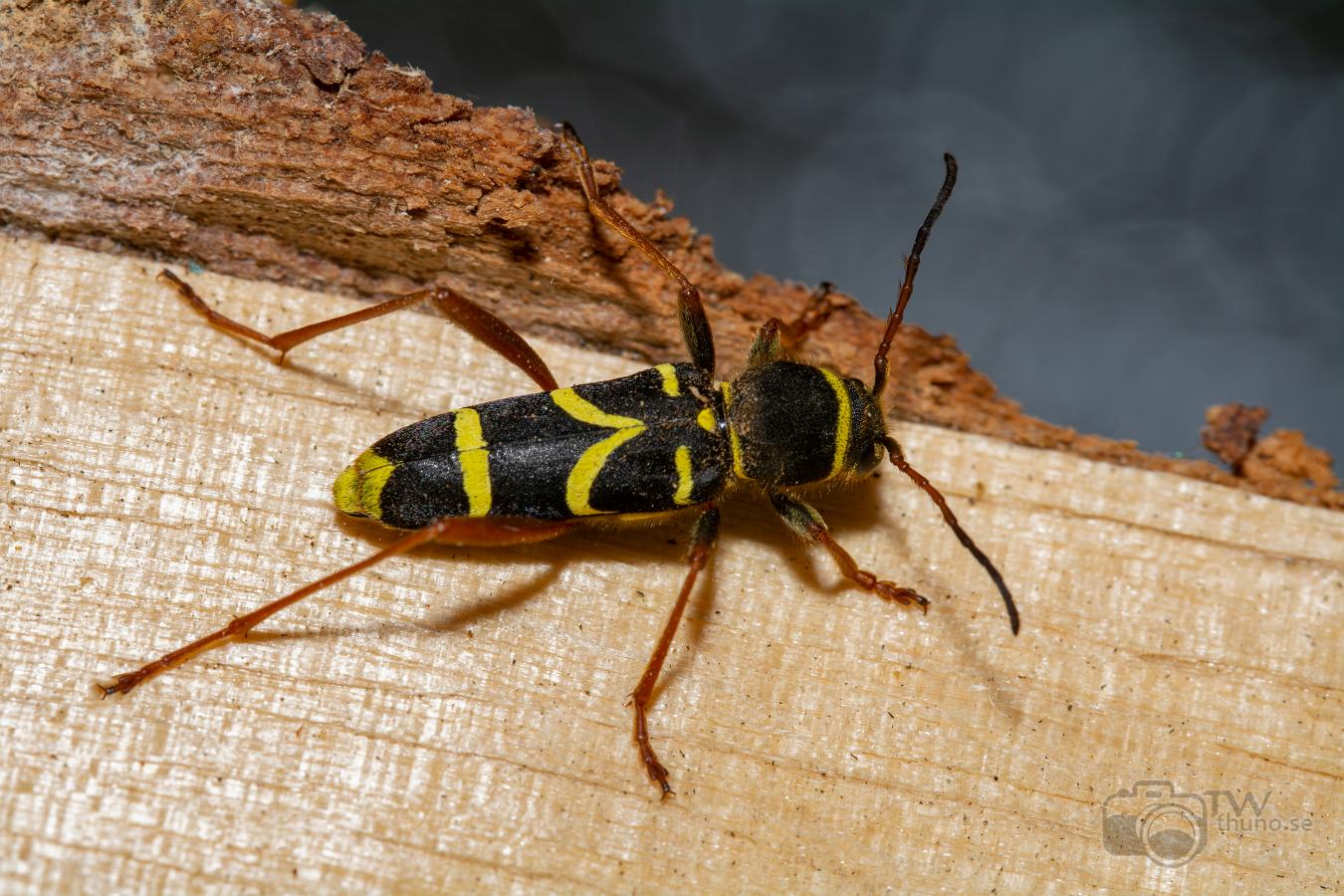 Wasp beetle