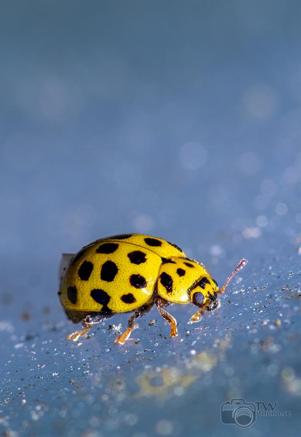 22-spot ladybird (22 prickig nyckelpiga)