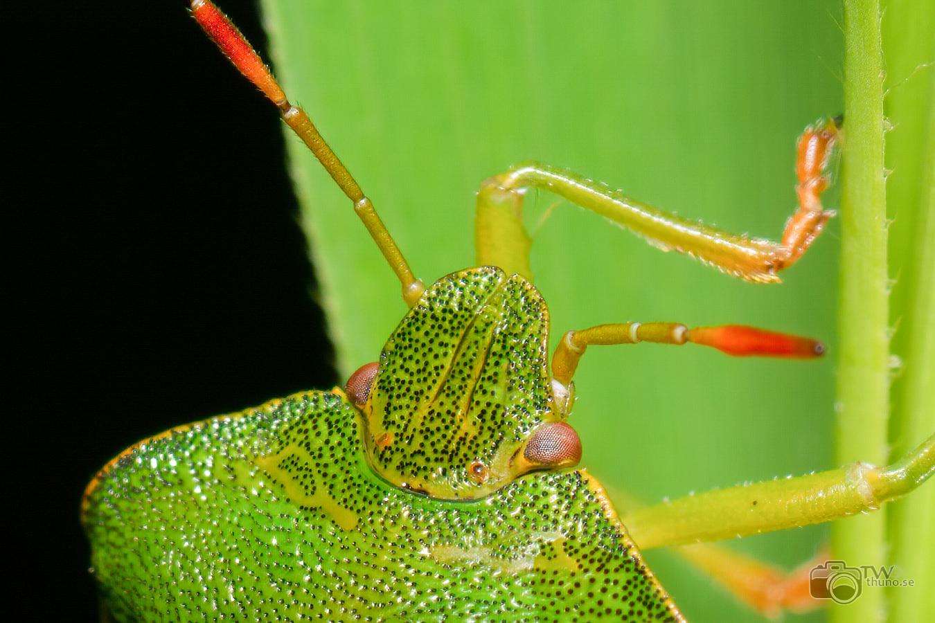 Green shieldbug