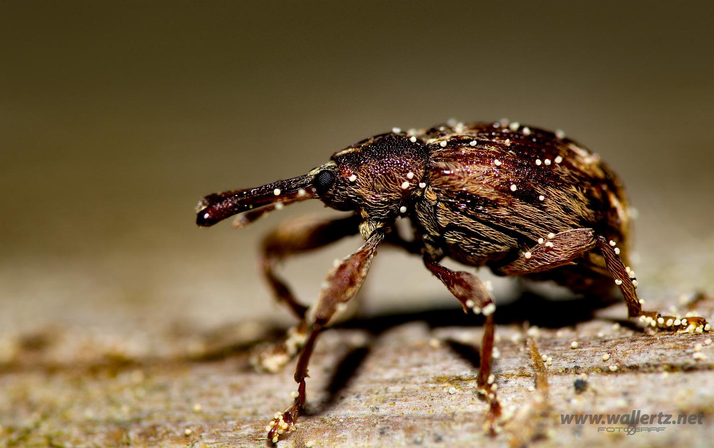 Weevil (Blomvivel)