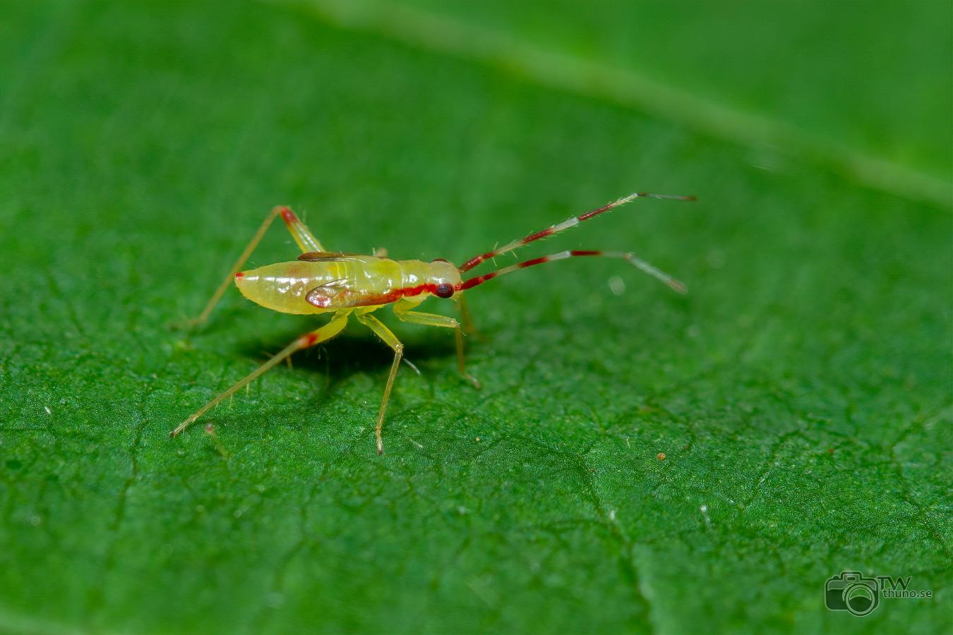 Little yellow bug (Ängsskinnbagge)