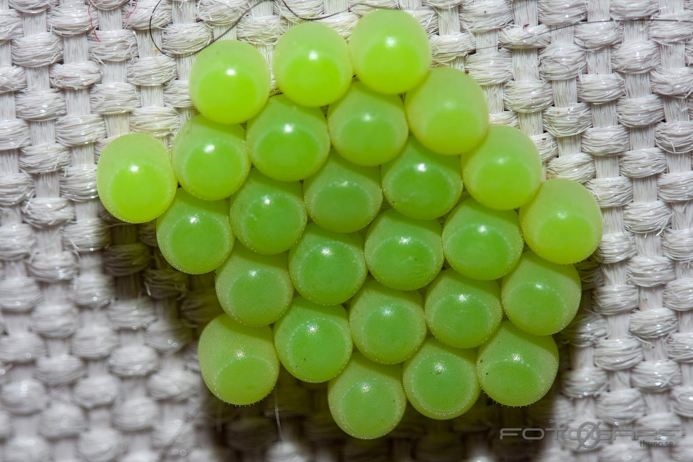 Green shield bug eggs (Ägg av Grön bärfis)