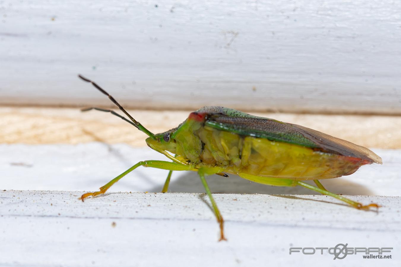 Hawthorn shieldbug (Hagtornsbärfis)