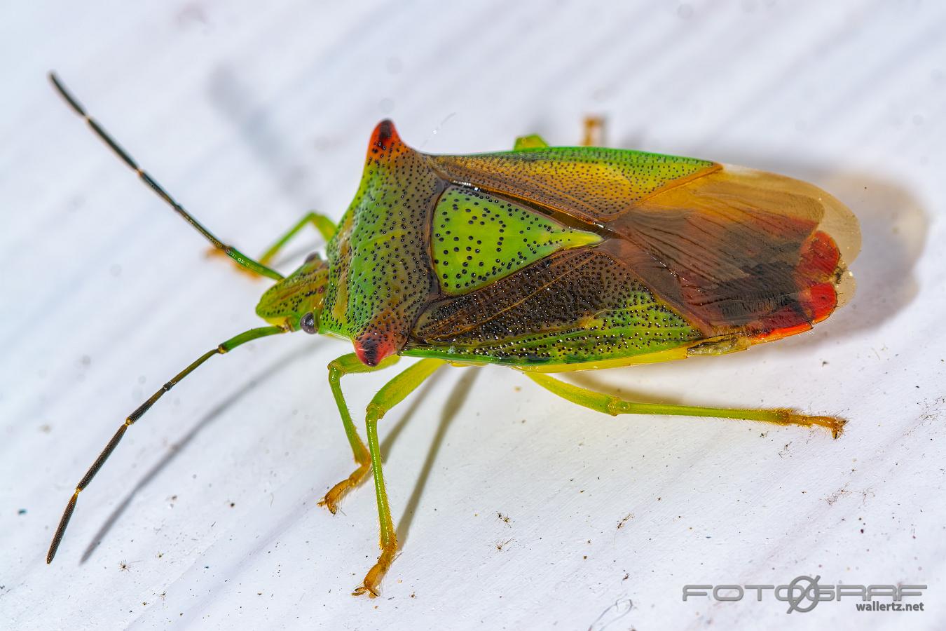 Hawthorn shieldbug (Hagtornsbärfis)