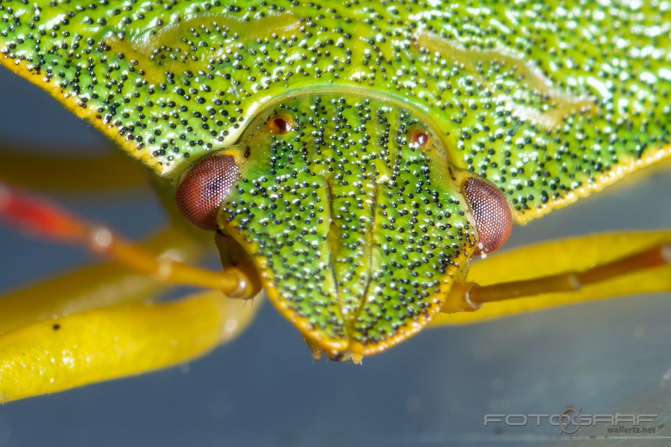 Hawthorn shieldbug (Hagtornsbärfis)