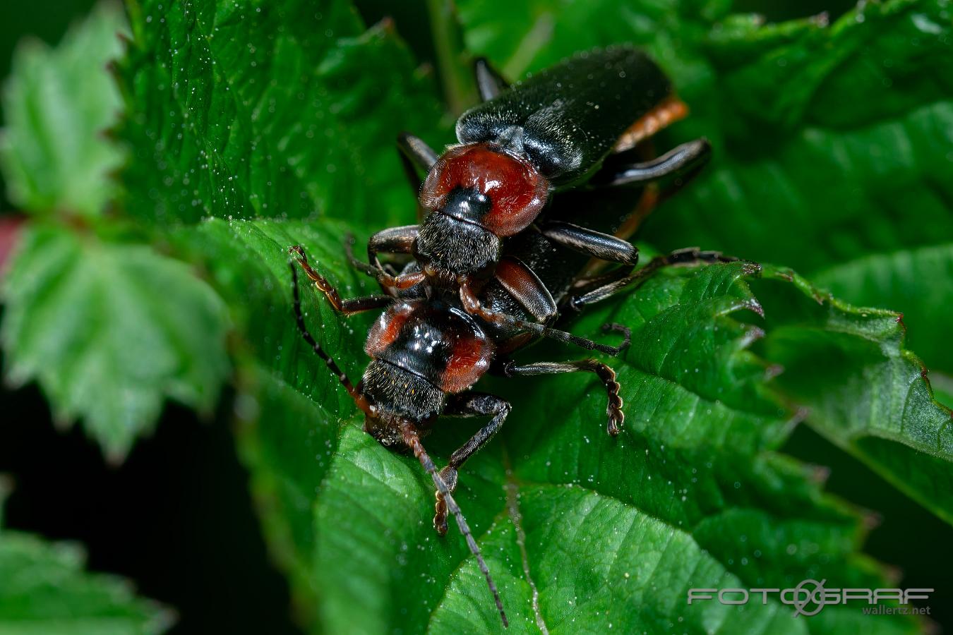 Soldier Beetle (Stor flugbagge)