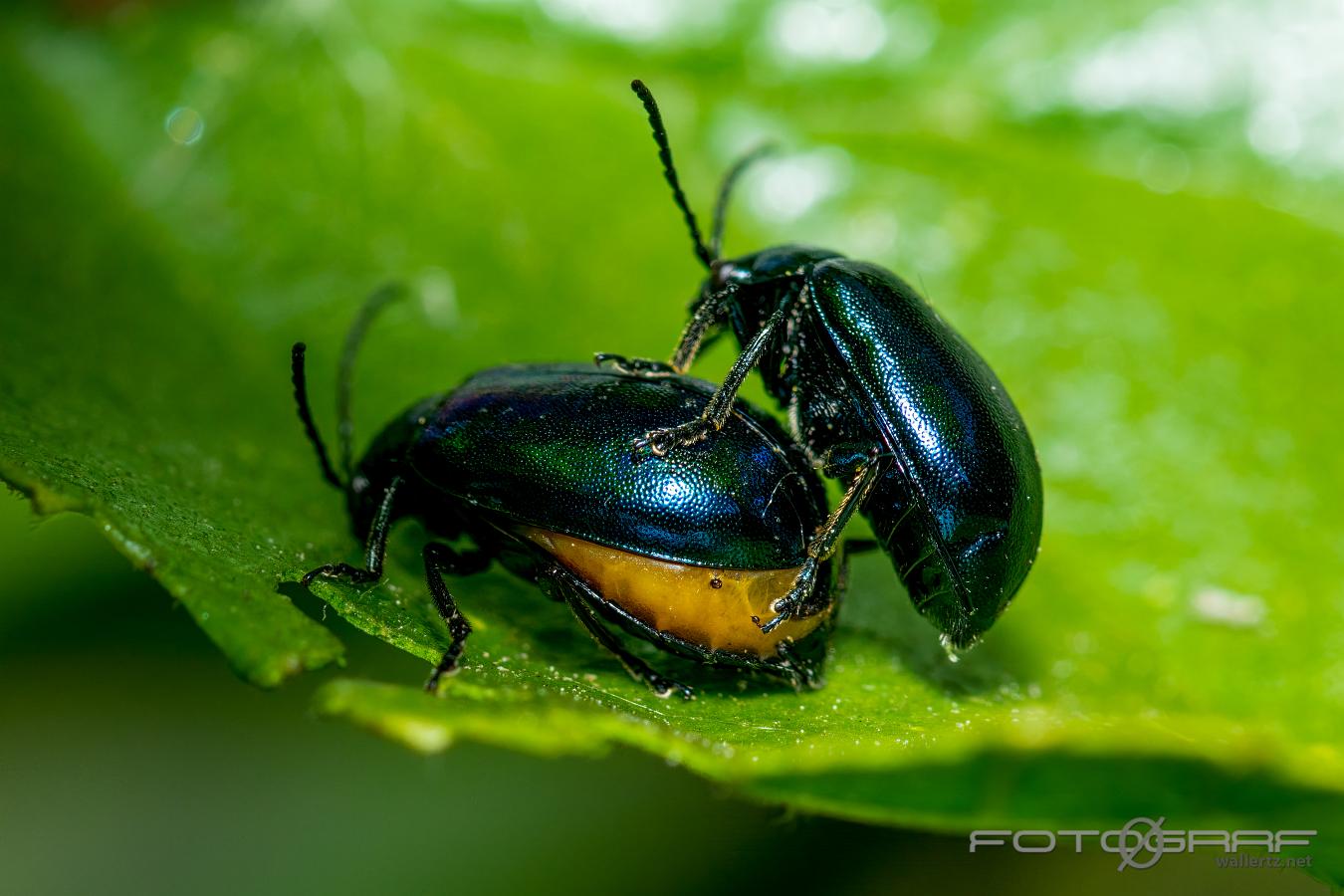 Alder leaf beetle (Allövbagge)