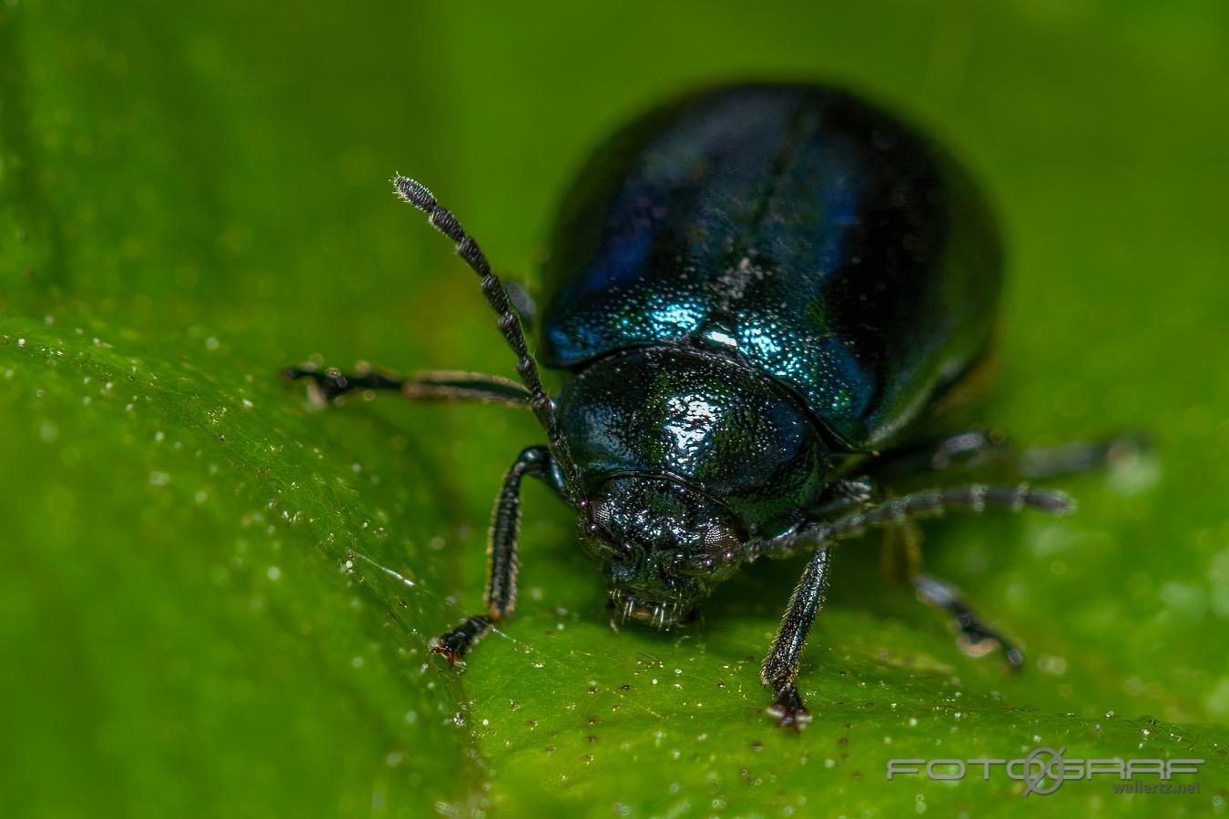 Alder leaf beetle (Allövbagge)