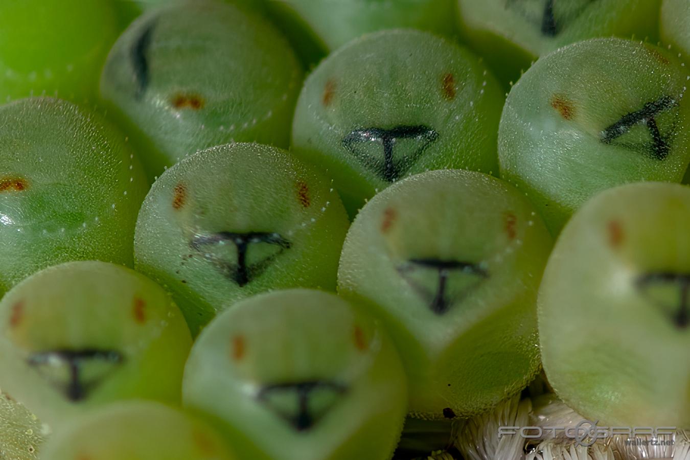 Green shield bug eggs (Ägg av Grön bärfis)