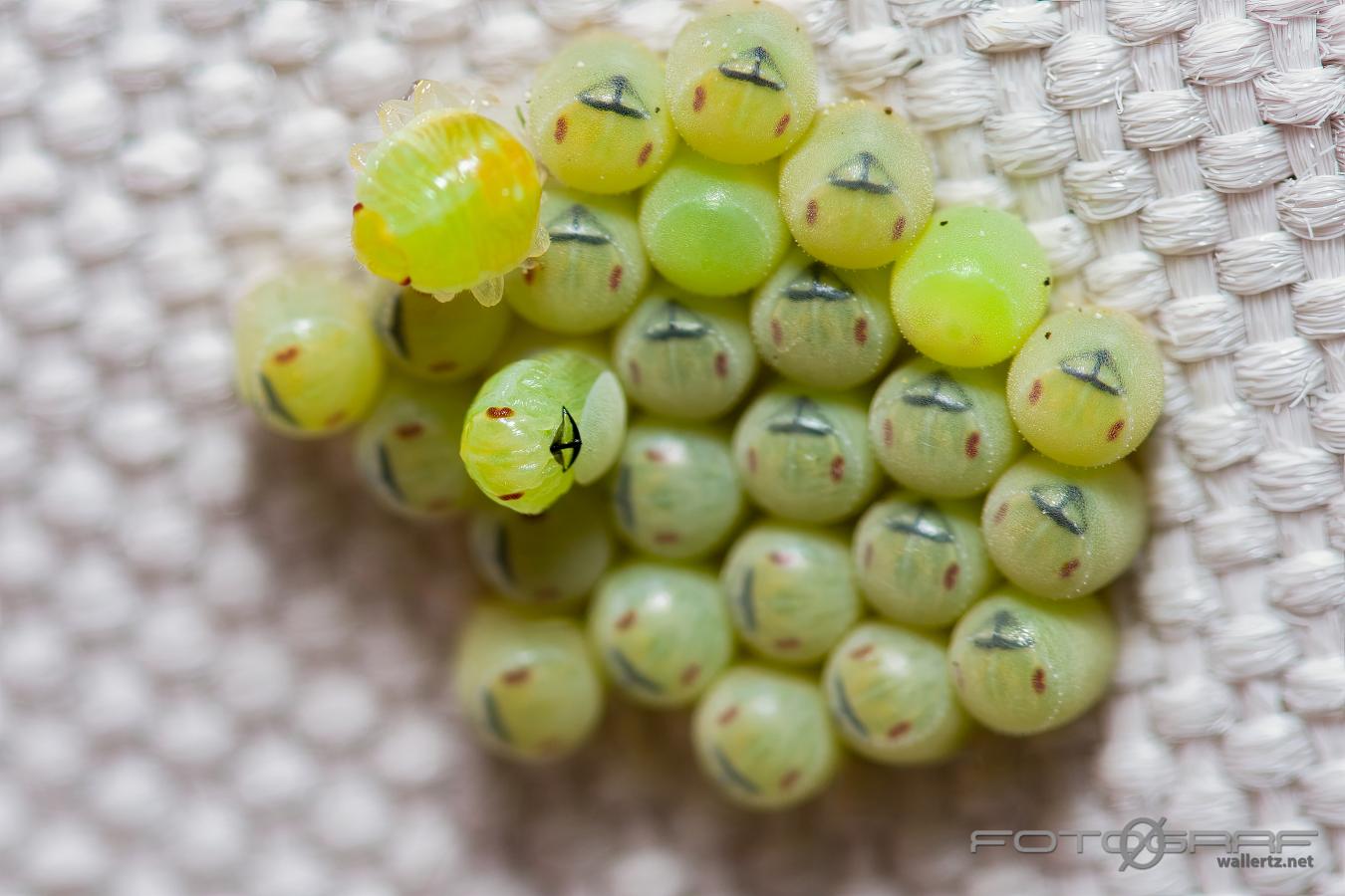 Common Green Shieldbug hatching from the eggs (Grön bärfis äggkläckning)