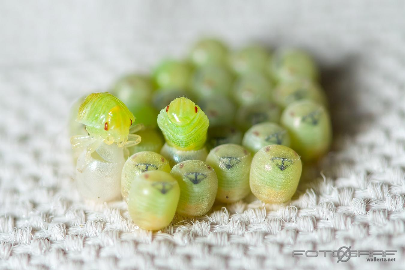 Common Green Shieldbug hatching from the eggs (Grön bärfis äggkläckning)