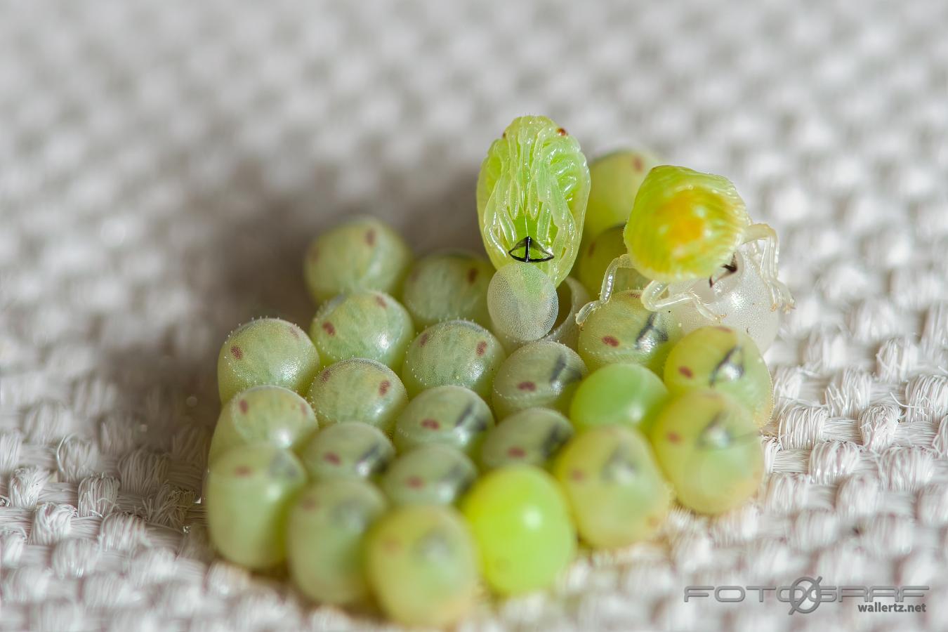 Common Green Shieldbug hatching from the eggs (Grön bärfis äggkläckning)