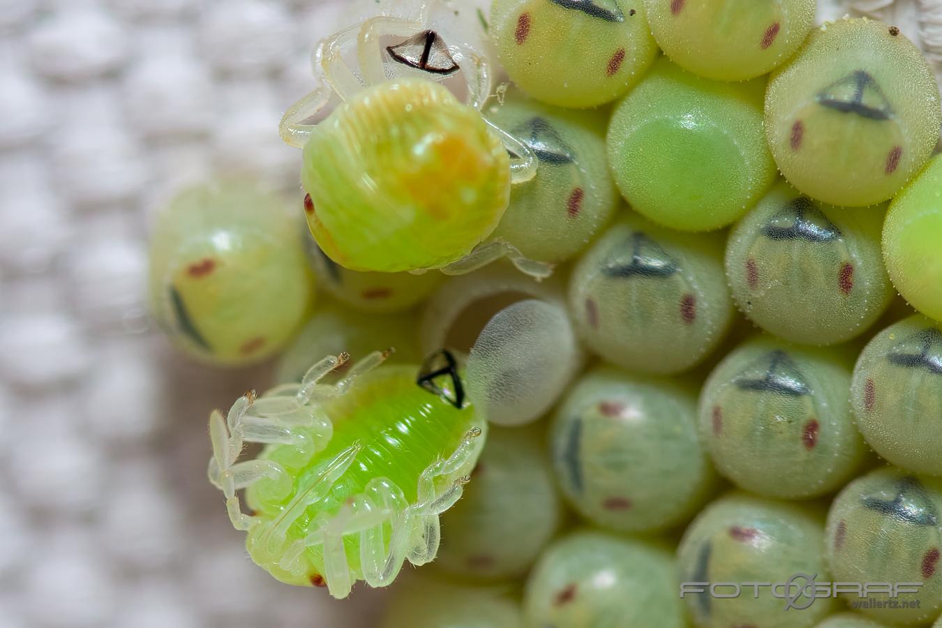 Common Green Shieldbug hatching from the eggs (Grön bärfis äggkläckning)