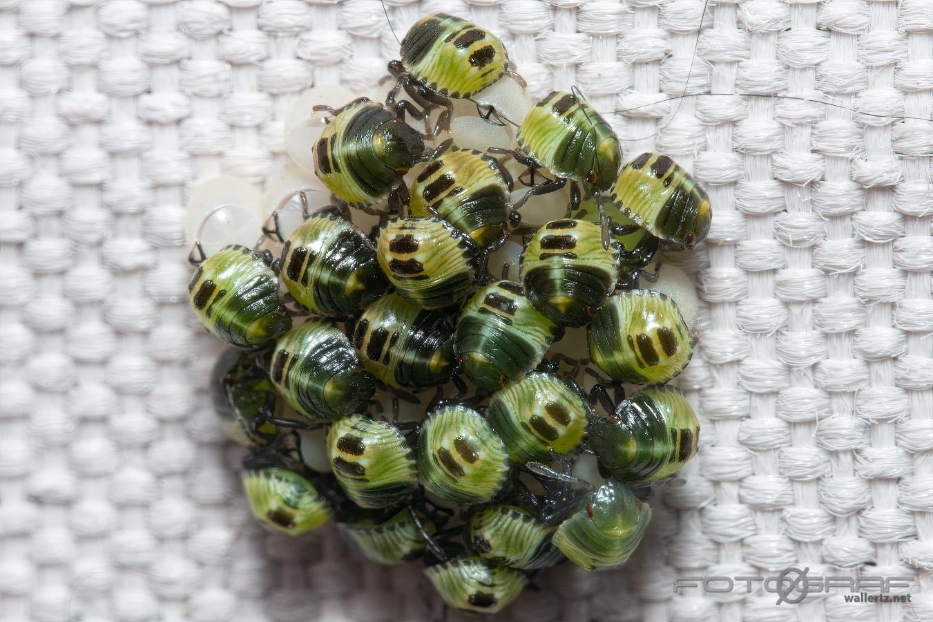 Common Green Shieldbug hatching from the eggs (Grön bärfis äggkläckning)