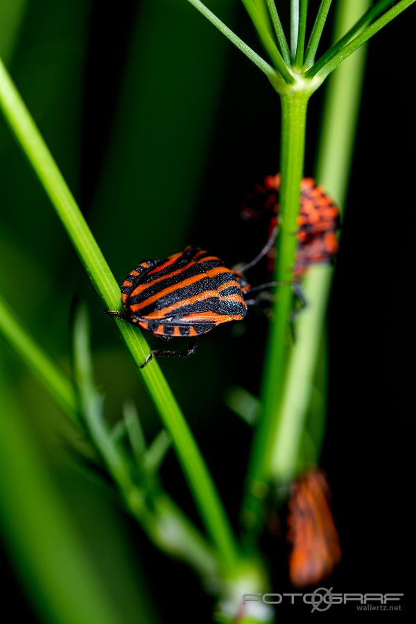 Striped shield bug (Strimlus)