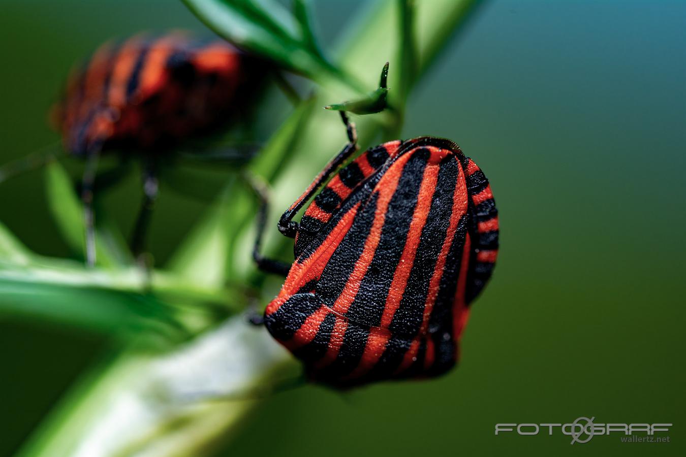 Striped shield bug (Strimlus)