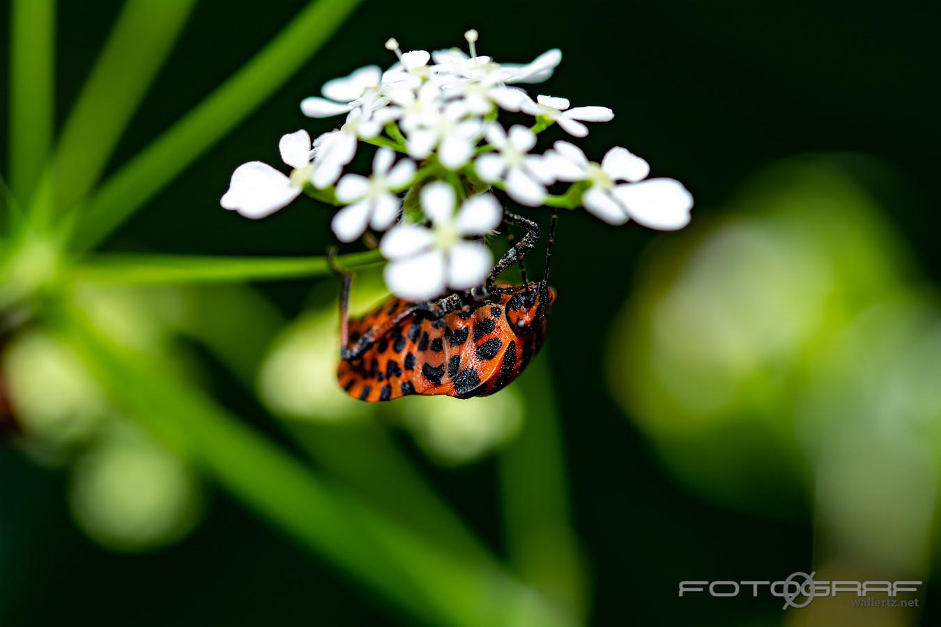 Striped shield bug (Strimlus)