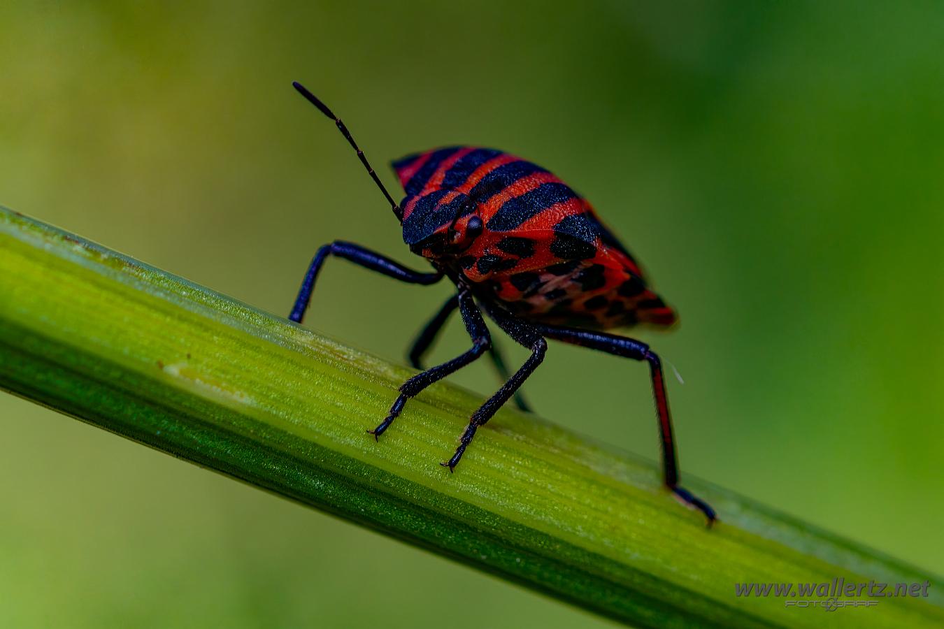 Striped shield bug (Strimlus)