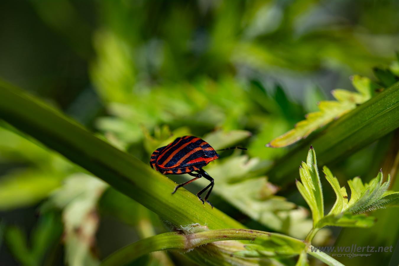 Striped shield bug (Strimlus)