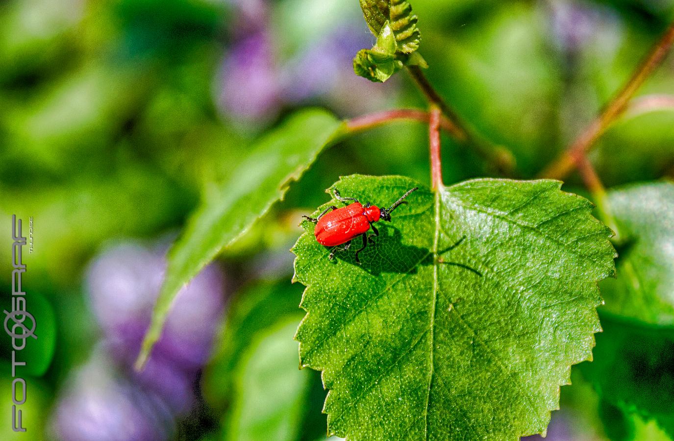 Scarlet lily beetle