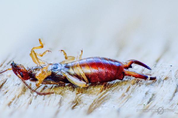 European earwig (Tvestjärt)