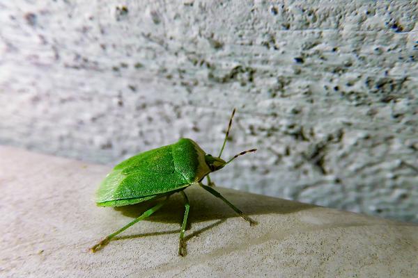 Green Shieldbug