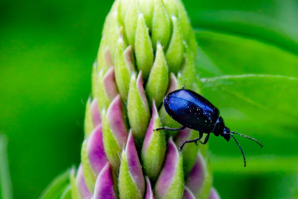 Lipine climbing