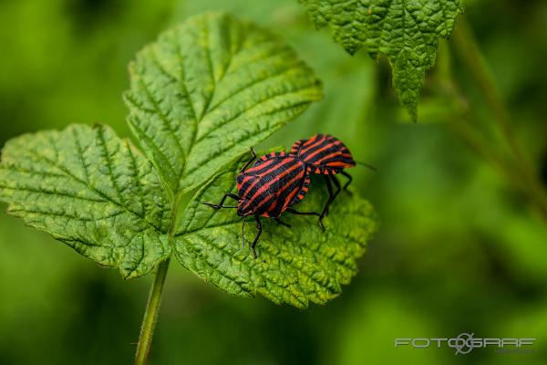 Striped shield bug (Strimlus)