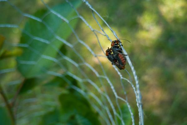 Soldier beetle