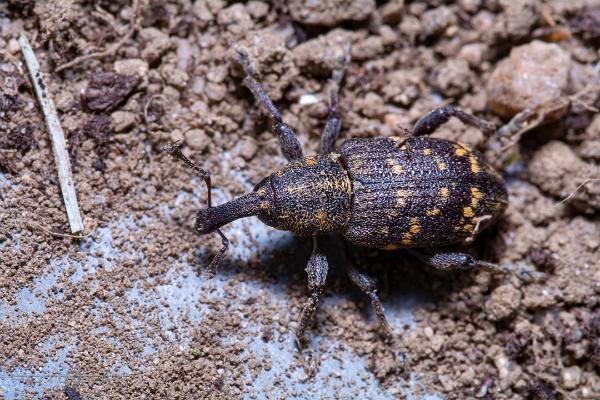 Large pine weevil